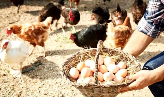 বাংলাদেশের ডিম-মুরগিতে নিষেধাজ্ঞা দিলো সৌদি